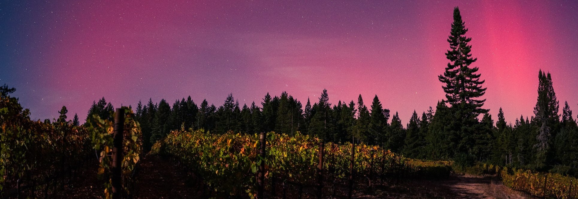 Whistler Vineyards Banner
